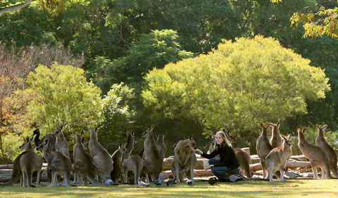 Lone Pine Koala Sanctuary - Accommodation 4U 0