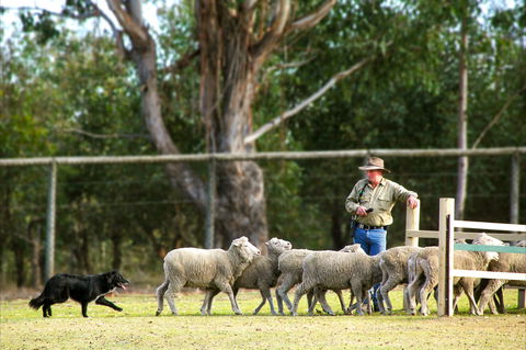 Lone Pine Koala Sanctuary - Accommodation 4U 2
