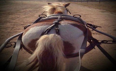 Outback Pony Rides Farm Experience - Accommodation 4U 2