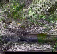 Tea Tree Falls Walking Track - Accommodation 4U