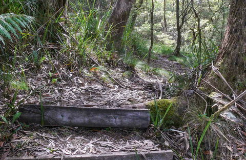 Tea Tree Falls Walking Track - Accommodation 4U 0