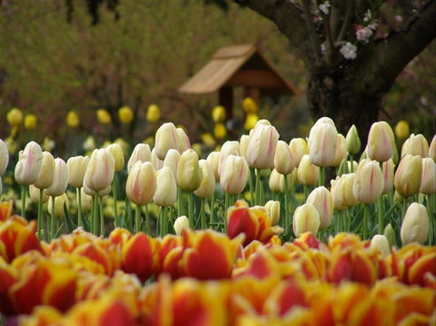 Tulip Top Gardens - Accommodation 4U 0