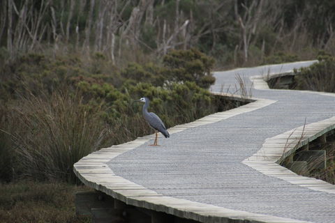 Warringine Park & Bittern Coastal Wetlands Boardwalk - Accommodation 4U 1
