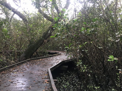 Carole Green Walkway - John Oxley Reserve - Accommodation 4U 0