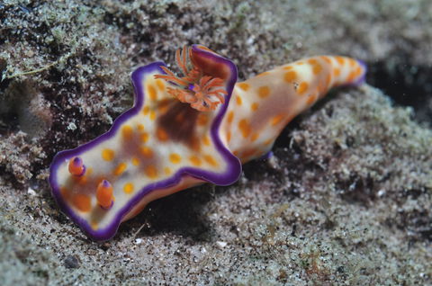 Curtin Artificial Reef Dive Site - Accommodation 4U 0