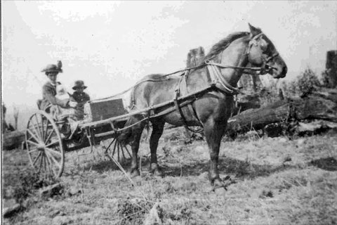 Don Dorrigo And Guy Fawkes Historical Society Museum - Accommodation 4U 1