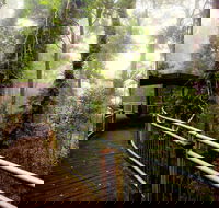 Dorrigo National Park - Accommodation 4U
