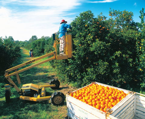 Gayndah's Big Orange - Accommodation 4U 0