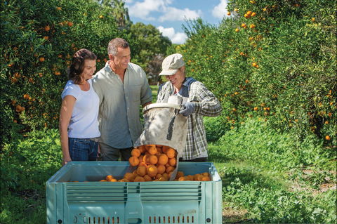 Gayndah's Big Orange - Accommodation 4U 1
