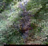 Kondalilla Falls Circuit Kondalilla National Park - Accommodation 4U
