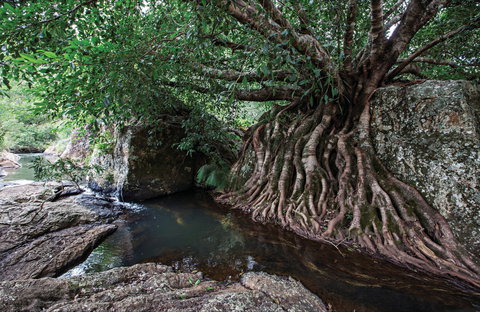 Misty Mountains Wilderness Tracks - Accommodation 4U 0