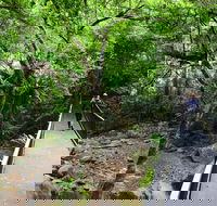 Rainforest Loop Walk Budderoo National Park - Accommodation 4U