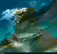 Reef HQ Aquarium - Accommodation 4U
