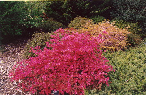 Tasmanian Arboretum Inc. - The - Accommodation 4U 2