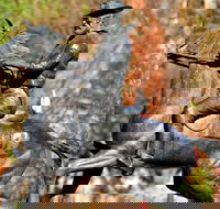 Thunderbolt's Statue and Constable Walker Memorial - Accommodation 4U