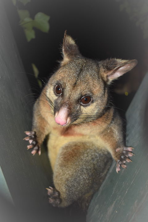 Umpherston Possum Tours - Accommodation 4U 1