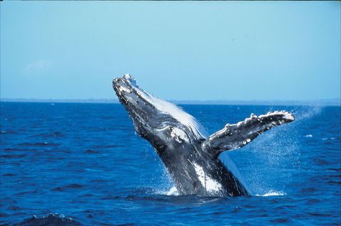 Whale Watching On Keswick Island - Accommodation 4U 0