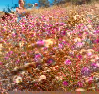Wineries and Wildflowers - Accommodation 4U