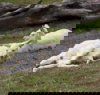 Yarra Valley Nocturnal Zoo