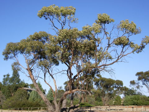 Australian Inland Botanic Gardens - Accommodation 4U 1