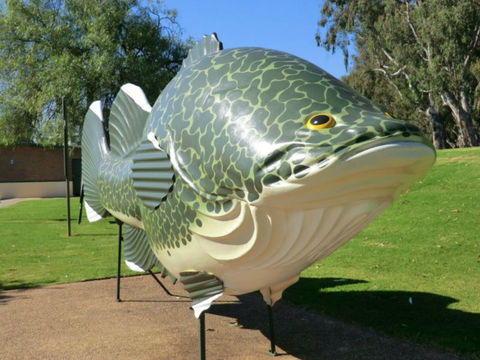 Big Murray Cod - Accommodation 4U 0