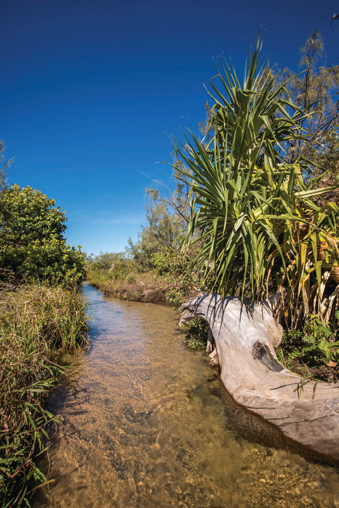 Freshwater Creek Track, Byfield National Park - Accommodation 4U 2