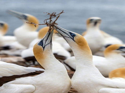 Gannets In Portland - Accommodation 4U 0