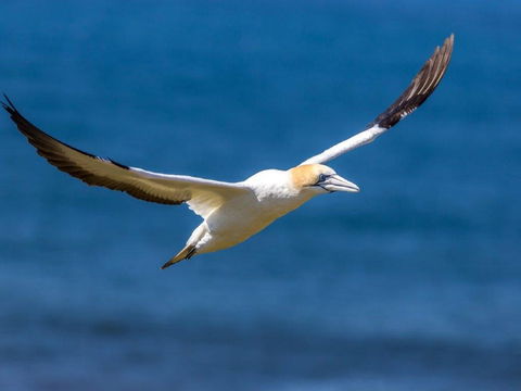 Gannets In Portland - Accommodation 4U 1
