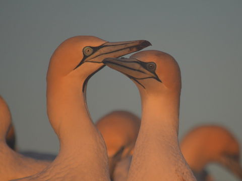 Gannets In Portland - Accommodation 4U 2