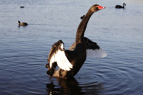 Lake Monger - Accommodation 4U 1