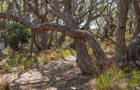 Middle Lagoon Walking Track - Accommodation 4U 0
