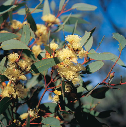 Norseman - Accommodation 4U 0