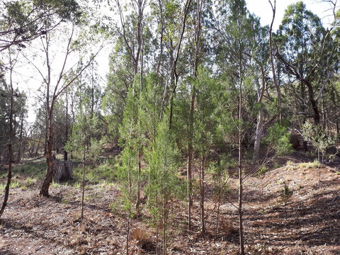 Pioneer Park - Accommodation 4U 2