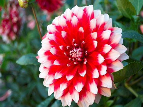 Portland Botanical Gardens - Accommodation 4U 1