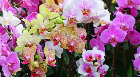 Tinonee Orchid Nursery - Accommodation 4U 0