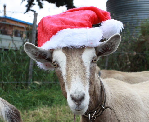 Bream Creek Farmers Market - Accommodation 4U 0