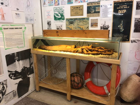 George The Giant Squid Display, Wallaroo - Accommodation 4U 0