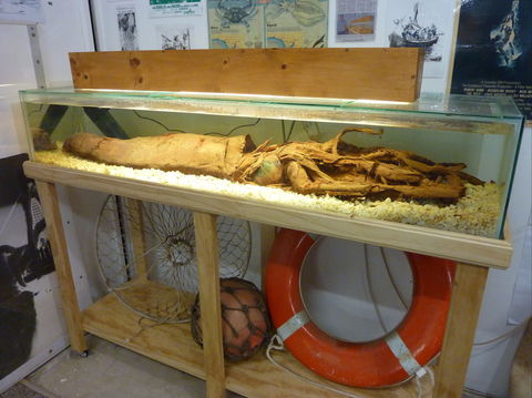 George The Giant Squid Display, Wallaroo - Accommodation 4U 1