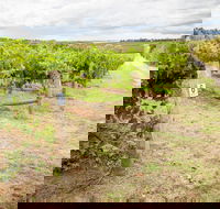 Grove Estate Wines - Accommodation 4U