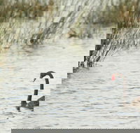 Little Llangothlin Picnic Area