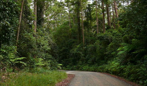 Moonpar Forest Drive - Cascade National Park - Accommodation 4U 0