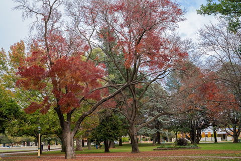 Queanbeyan Central Park - Accommodation 4U 1