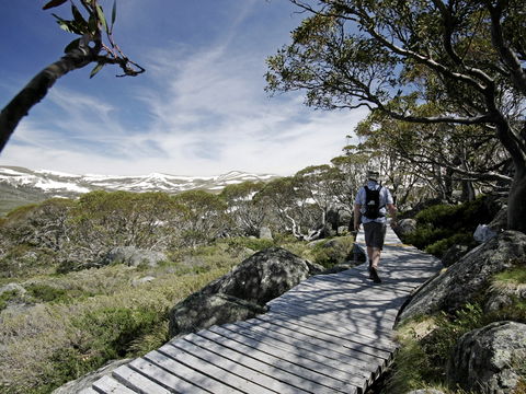 Snow Gums Boardwalk - Accommodation 4U 0