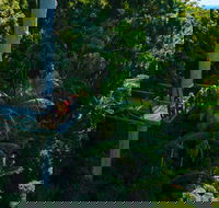 Tamborine Rainforest Skywalk - Accommodation 4U