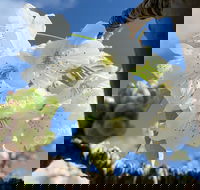 Tasmania Birchs Bay Cherries - Accommodation 4U