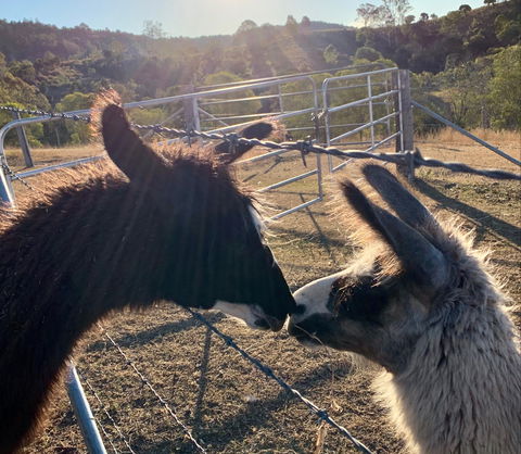 The Llama Farm - Accommodation 4U 1
