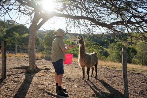The Llama Farm - Accommodation 4U 2