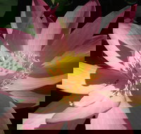 Wallis Creek Water Garden - Accommodation 4U