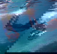 Small-Group Underwater Scooter Experience in Clovelly - Accommodation 4U