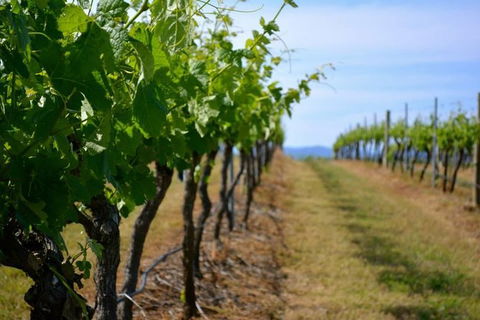 Hunter Valley Wine Tour Ex Newcastle Incl Lunch, Cheese, Chocolate & Distillery - Accommodation 4U 9